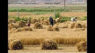 Role of Agri sector in economic Development/urdu hindi/ BY KP