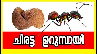 ചിരട്ടയിൽ  ഒരു  ഉറുമ്പു പരീക്ഷണം  Ant experiment in coconut shell