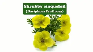 Happiness and toughness--Shrubby cinquefoil