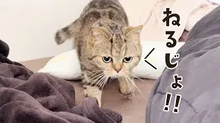 二度寝のお誘い？人間のベッドでくつろぐ猫もかの癒し時間！ #782【生後2年と131日目 スコティッシュフォールド】