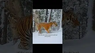 The Winter Pilgrimage of the Northeast Tiger Family #shorts #amurtiger