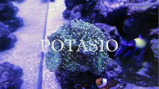 📣📣 Vlog Acuario 23| Revive nuestra Euphyllia. Preparación de potasio casero.