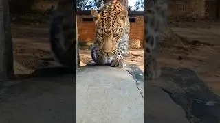 It's completely ai leopard 🐆 #trending #viral #ai #edit