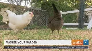 MASTERING YOUR GARDEN: Benefit of having chickens in your garden