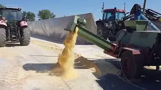 AIimentazione dei Suini - il Pastone Integrale
