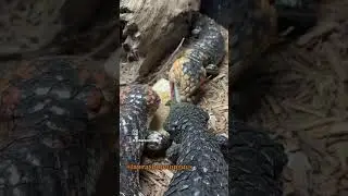 Feeding Shinglebacks Our Fuzzy Fox Veggie Mix! #ShinglebackLizard #LizardFeeding #ReptileCare