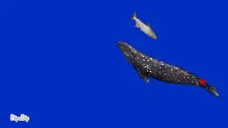 Mekong giant catfish vs grey whale |dino water 3d 