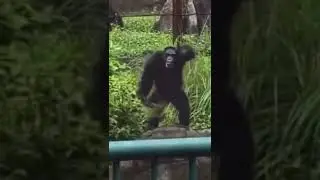 Munky gets hyped at the zoo #shorts