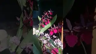 #Oncidiinae:Aliceara Diana Dunn Gothic, Oncidium sotoanum, Cambria Masai Red.