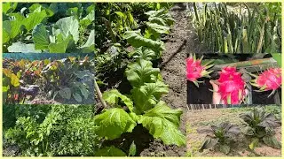 Harvesting organic vegetables and fruits // Arunachal Farmers life // Green vegetarian #sendarbagra 