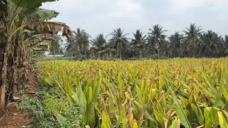 ஈரோடு (மா) சத்தி (வ) சத்தி அருகில் 2.30 ஏக்கர் தோட்டம் விற்பனை 9585376767#agriculture 