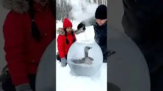 &ldquo;Winter Miracle in the Snow: A Frozen Goose Awakens&rdquo;