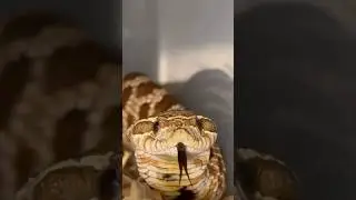 ANGRY HOGNOSE SNAKE THINKS ITS A COBRA!🐍 #hognosesnake #angrysnake #cobra