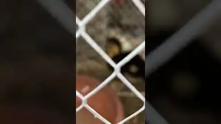 #viralvideo #birds #birdspecies #pigeon #animalpak #bird #viral #animalpointpk #pigeonbird