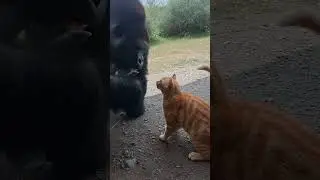 Brave Orange Cat Tries to Fight a Giant Gorilla