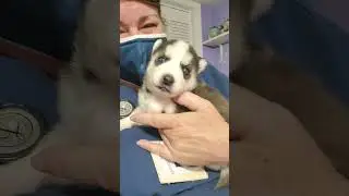 Thor the Husky! Our first meeting and how he got his name. 🥰