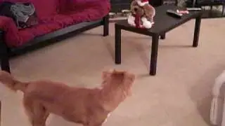 Abbie the Nova Scotia Duck Tolling Retriever - 9 months - Christmas Dog