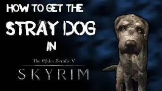 How to find the Stray Dog in Skyrim