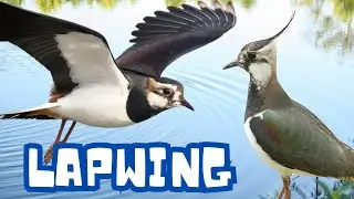 Lapwing Bird Calls: Know What They Mean! (Ultra HD Video)