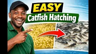 How to Hatch Catfish at Home | 100% Free, Natural & Easy