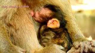 Almost full day born , Newborn Baby Baron look so hungry till kiss milk like this .