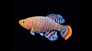 killifish + goldfish... could it work? + danios breeding