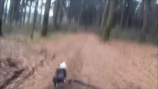 Vulcanicross 2017 mit Kalle dem Boston Terrier