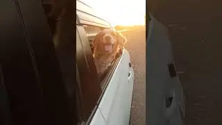 My dog enjoying the car ride☺️#goldenretriever #shorts #dog #funny