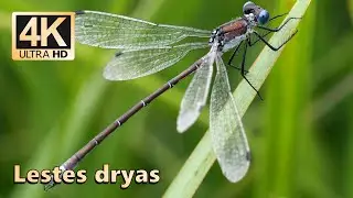 Emerald spreadwing (Lestes dryas)