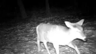 Cuddeback Attack IR Doe Walkthrough