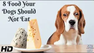 8 Food Your Dogs Should Not Eat