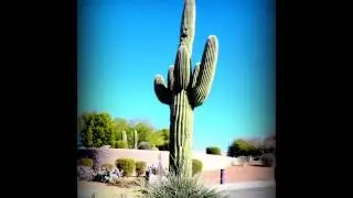 Living in  Tucson MVP Consulting Real Estate