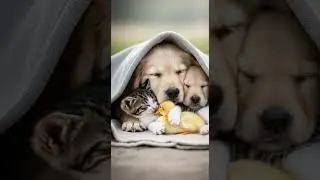 Puppy Kitten and Duck Friends Snuggle Under Cozy Blanket #cute #pets #friendship