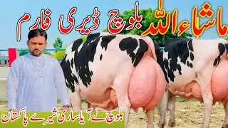 Hf American Cow For Sale High-Capacity Australian Friesian Cow For Sale Mashallah Baloch Dariy Farm