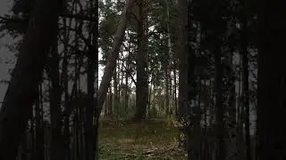 Вулики борті на деревах.