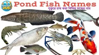 Pond Fish Names in English and Bengali | পুকুরে চাষ করা মাছের নাম শিখুন | Kids Learning Video | Fish