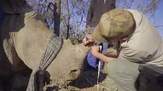 An Inside Look at the World’s Biggest Rhino Farm - John Hume Rhino Farmer