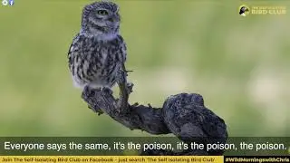 Documental del famoso naturalista y presentador Chris Packham para The Self-Isolating Bird Club.