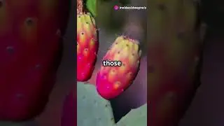 Why You Should Eat More Cactus Fruit