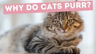 Why do cats purr  😺 Exploring the Science Behind this Feline Behavior 😺