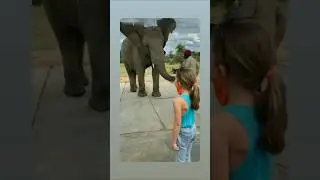 ##ELEPHANT ##BABY ##DANCE ## LIKE SUBSCRIBE 👍👍