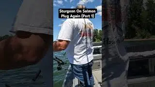 Part 1 K-14 KwikFish Catches Huge Sturgeon #pnwfishing #sturgeon #willametteriver