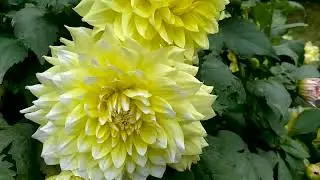 பூக்களின் ஆராவாரம் - சிம்ஸ் பூங்கா, உதகமண்டலம். Joyful Flowers - SIMS Park, Ooty. பாருங்கள் .