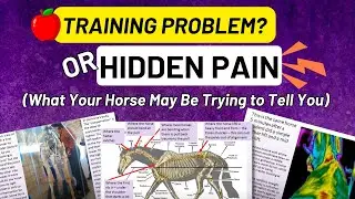 Training Problem or Hidden Pain? What Your Horse Might Be Trying to Tell You | Holistic Horseworks