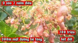 Bán 9 sào 7 vườn điều đẹp, 300m mặt đường bê tông, cách trường cấp 1,2,3 chợ xã bùgiamập 2km
