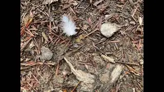 Grandmother and White Feathers   A true story told on unceded Lisjan Ohlone land