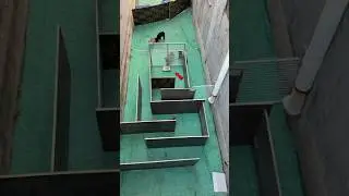 Man finds out what dog talent is. 😍🐕
