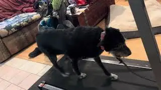 Phoenix dog training k9katelynn.com teaches kiwi ( mixed breed ) how to walk/ run on treadmill
