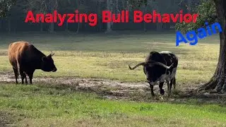 Analyzing Bull Behavior....Again 