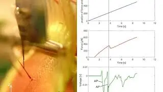 Single deflection of a sensory hair leading to two APs
